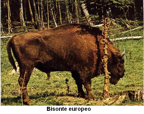 Bisonte europeo.jpg